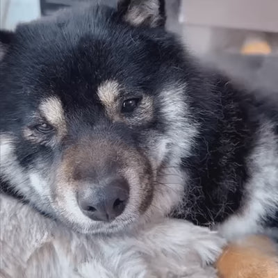 Spazzola a vapore ricaricabile per animali domestici